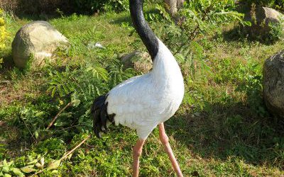 戶外玻璃鋼彩繪仿真動(dòng)物公園景觀仙鶴雕塑